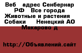 Веб – адрес Сенбернар.РФ - Все города Животные и растения » Собаки   . Ненецкий АО,Макарово д.